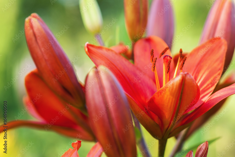 Orange blooming lily with buds, close-up