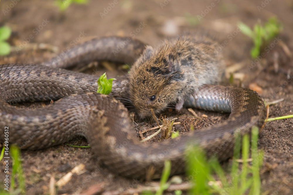 Obraz premium A dramatic closeup of a viper with a cought dead mouse. Circle of life.