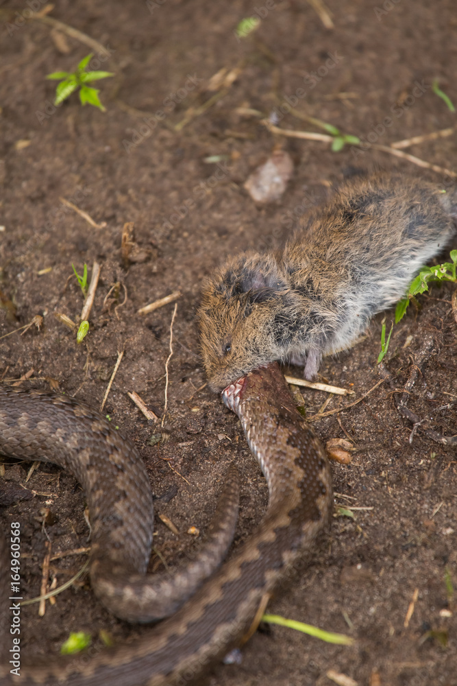Fototapeta premium A dramatic closeup of a viper with a cought dead mouse. Circle of life.