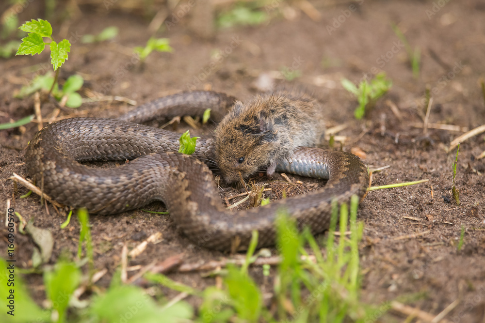 Fototapeta premium A dramatic closeup of a viper with a cought dead mouse. Circle of life.