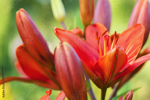 Orange blooming lily with buds  close-up