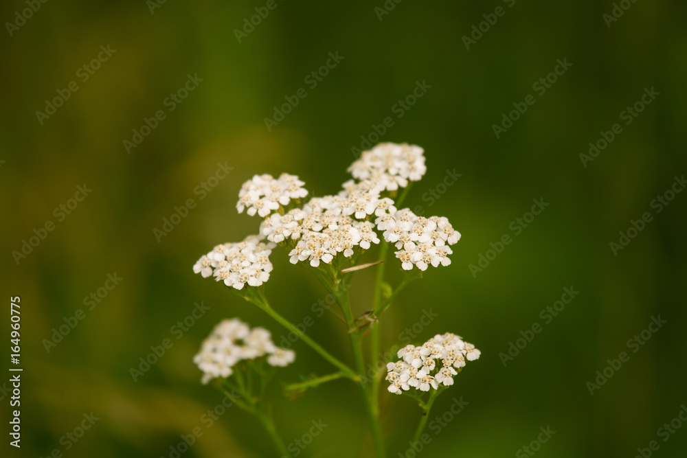 A beautiful yarrow flowering in a summer meadow. Vibrant closeup scenery. A beautiful yarrow flowering in a summer meadow. Vibrant closeup scenery.