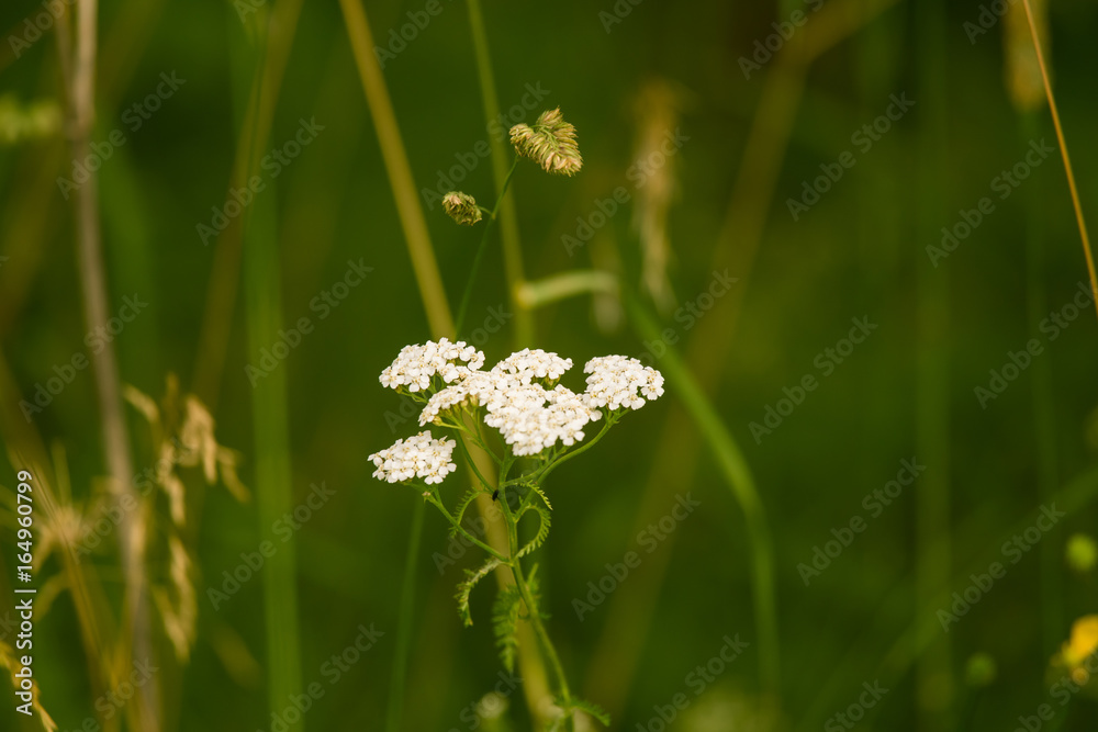 A beautiful yarrow flowering in a summer meadow. Vibrant closeup scenery. A beautiful yarrow flowering in a summer meadow. Vibrant closeup scenery.