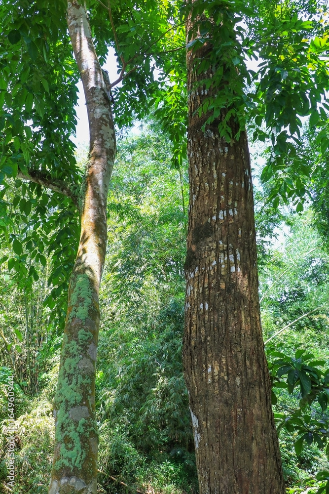 Fototapeta premium big tree forest tropical with branch and green woodland leaves background in nature