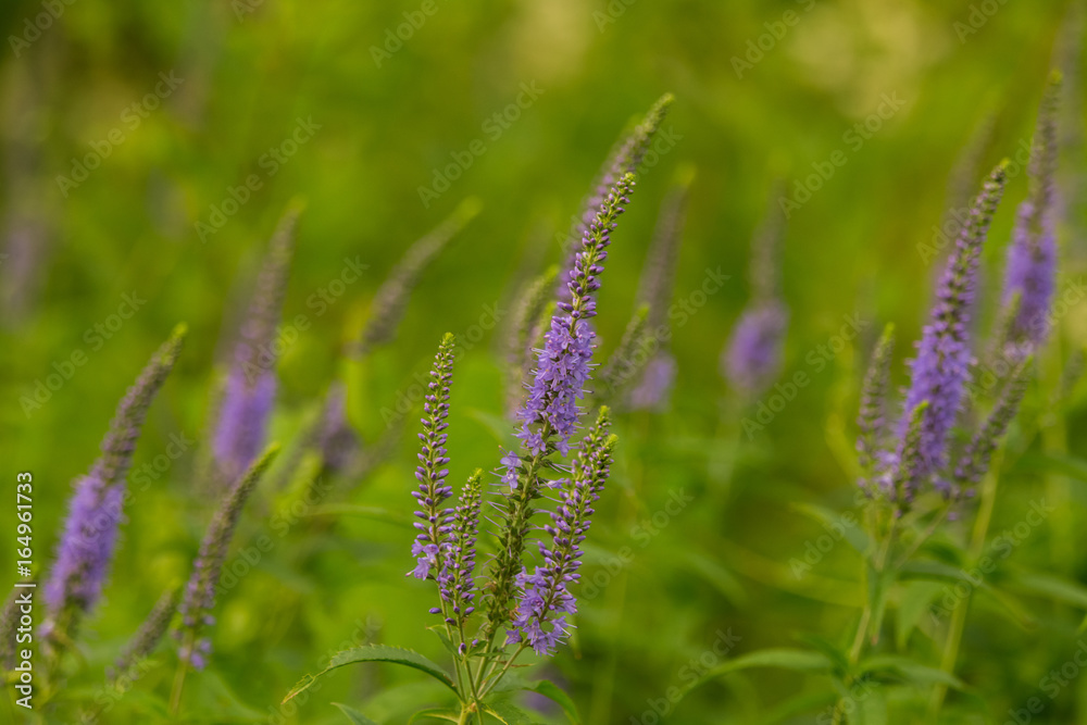 A beautiful longleaf speedwell flowering in a summer meadow. Veronica Longofolia. A beautiful longleaf speedwell flowering in a summer meadow. Veronica Longofolia.
