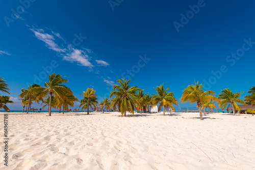 White sand and palm trees on the beach Playa Sirena  Cayo Largo  Cuba. Copy space for text.