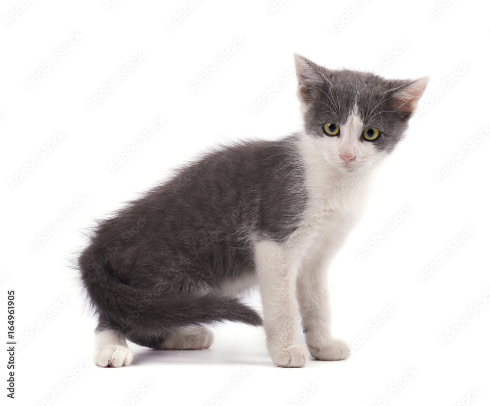 Beautiful small gray kitten isolated on white background Beautiful small gray kitten isolated on white background