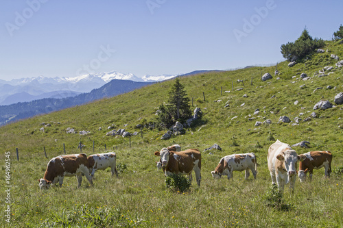 Kuhherde vor Alpenpanorama