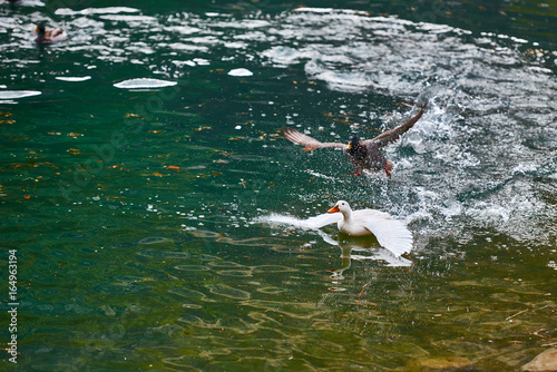 Ducks playing in the water