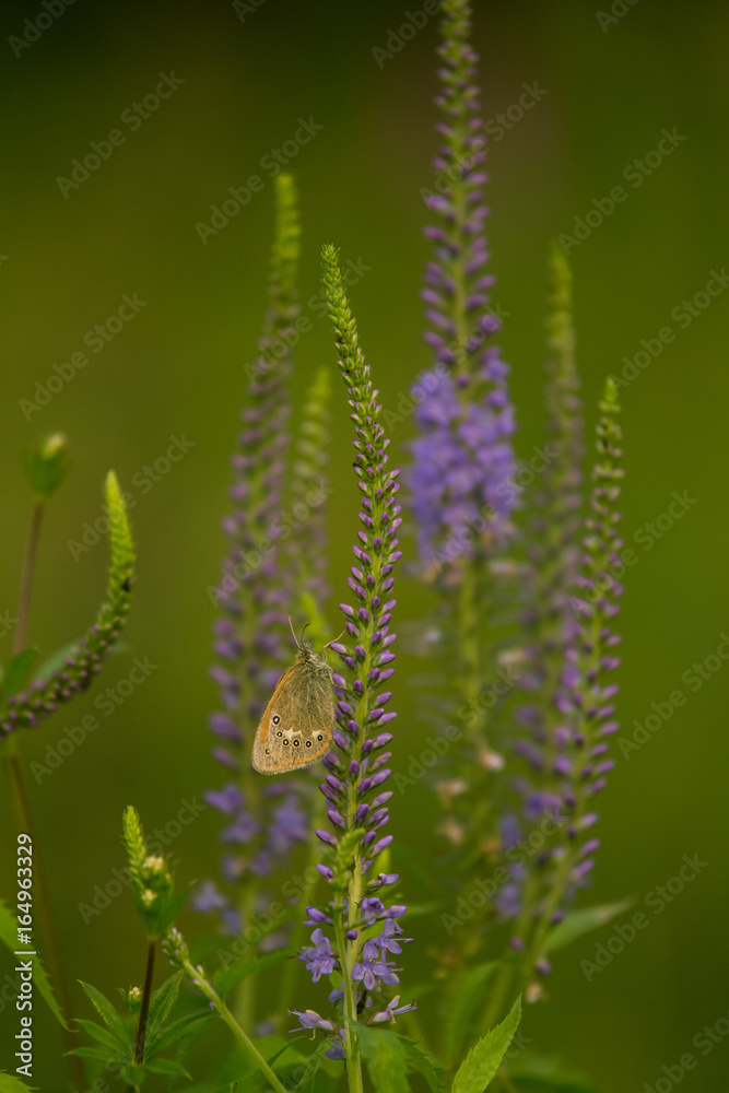 A beautiful longleaf speedwell flowering in a summer meadow. Veronica Longofolia.