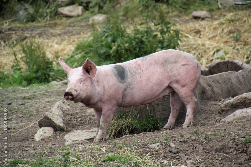 Ferkel Ferkel