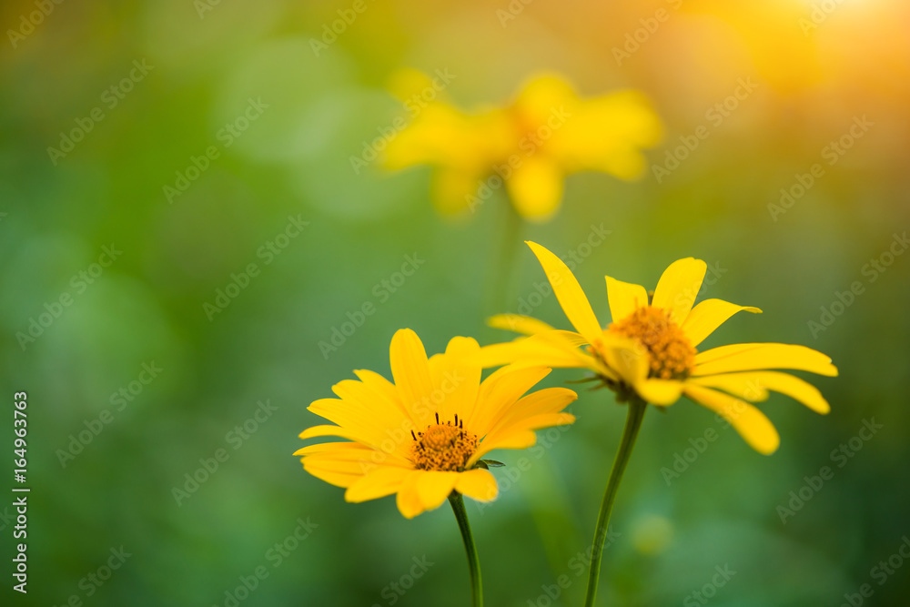 summer season yellow flowers isolated at abstract background summer season yellow flowers isolated at abstract background