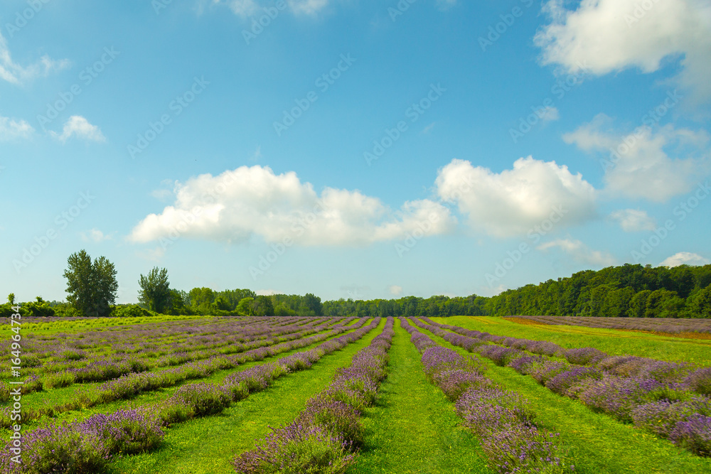 Rows of lavender flowers with blue sky on the horizon