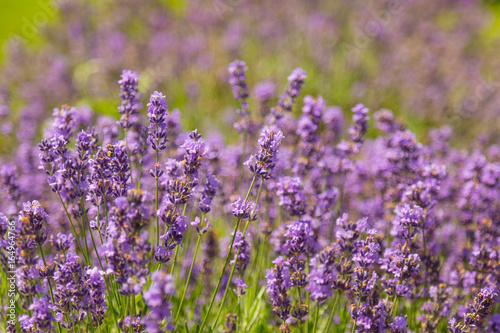 Close up pf lavender flowers in the field