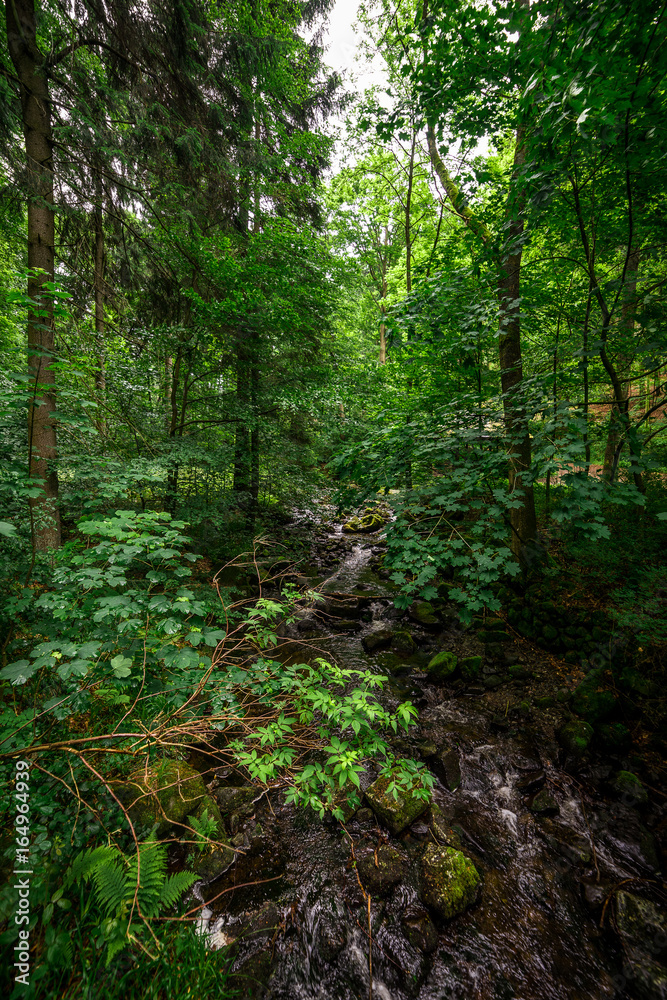 Im Wald im Harz,