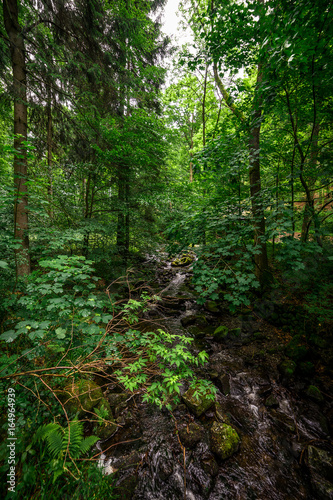 Im Wald im Harz, © danielpankoke