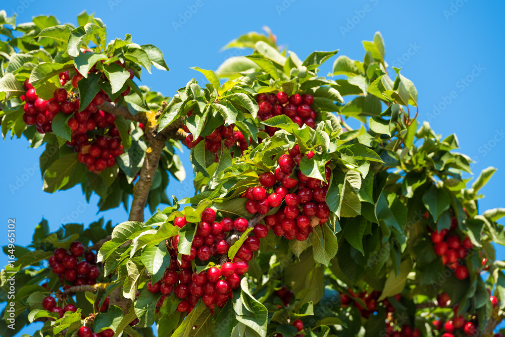 Cherry branch against the sky. Isolated on blue background. Cherry branch against the sky. Isolated on blue background.