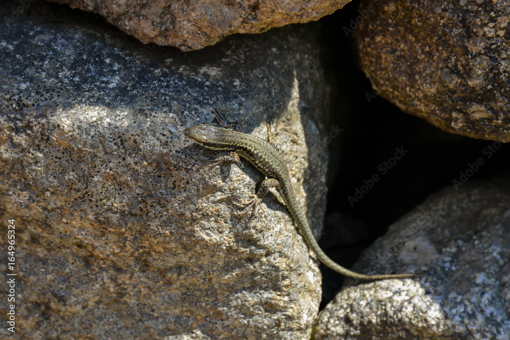 Naklejka premium Zauneidechse an der Steinmauer