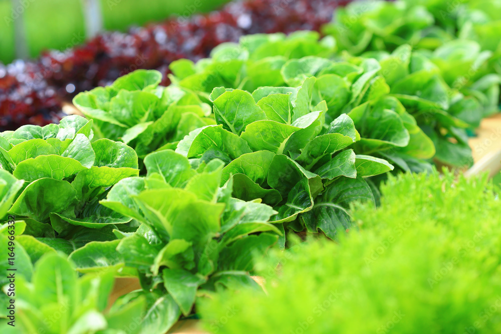 Green cos lettuce organic hydroponic vegetable. Green cos lettuce organic hydroponic vegetable.