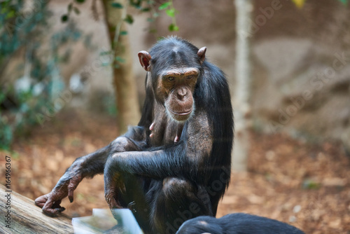 Fototapeta Naklejka Na Ścianę i Meble -  Black chimpanzee