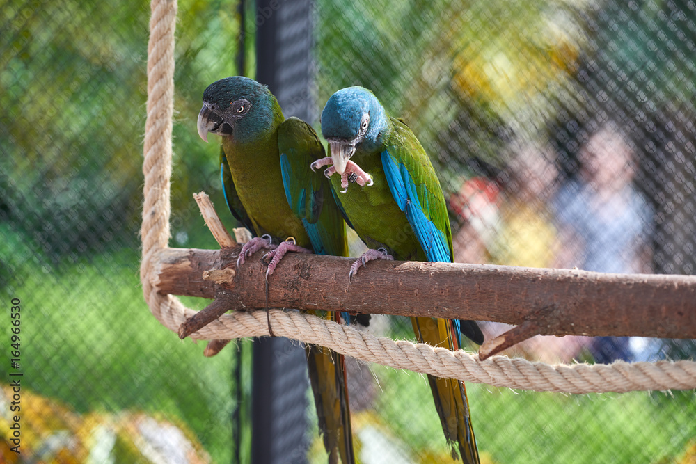 Obraz premium Beautiful parrot on tree branch