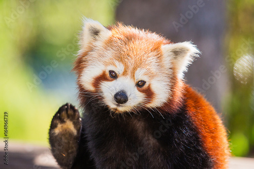 Petit panda roux