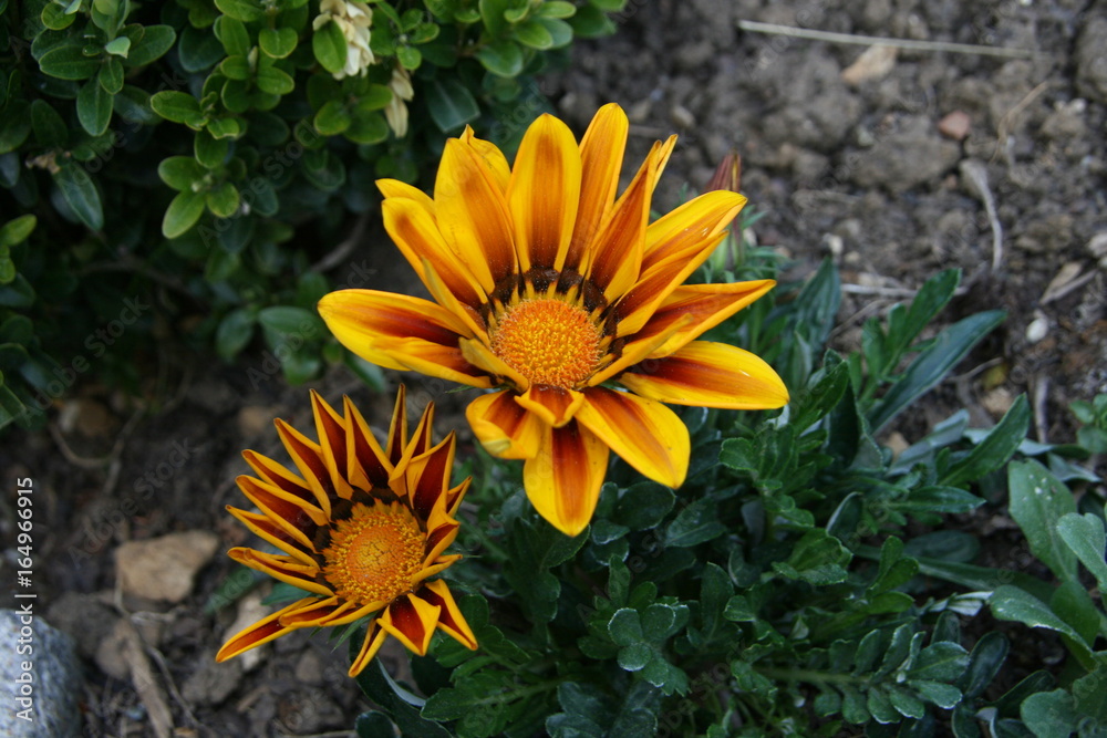 Gartenblumen Gelb Rot Braun