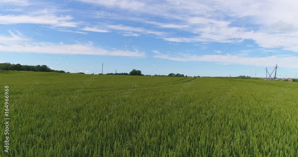 Flying very low over wheat fields in countryside. Aerial footage. Flying very low over wheat fields in countryside. Aerial footage.