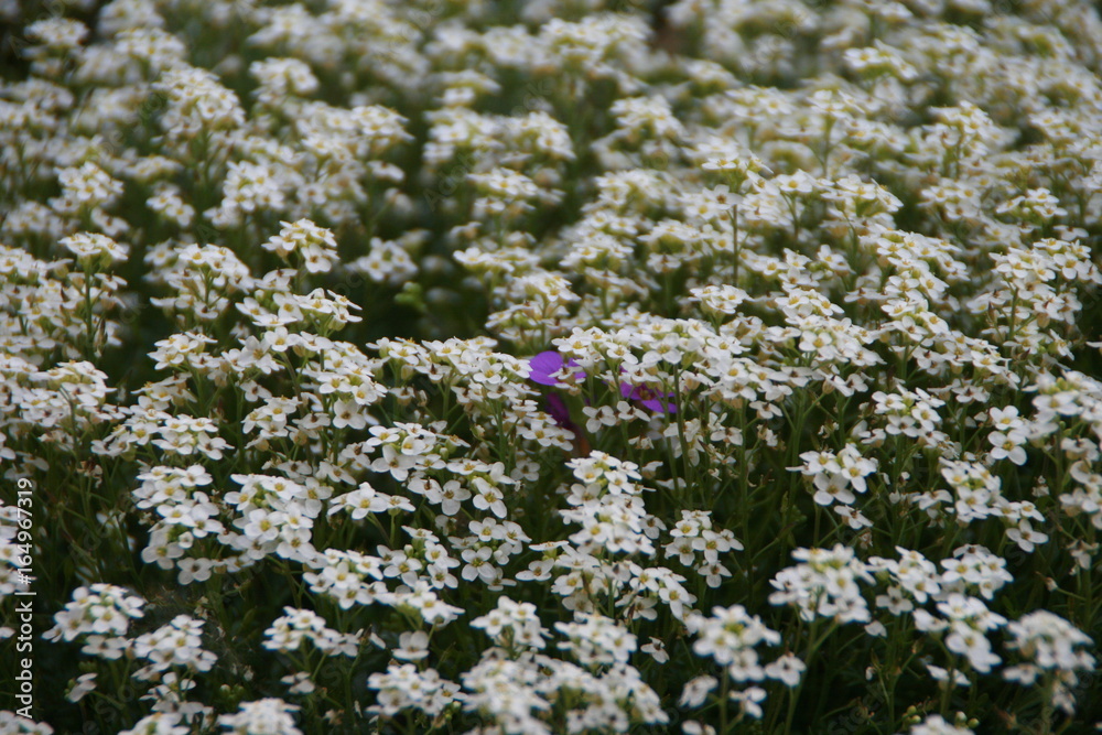 Gartenblumen Gartenblumen