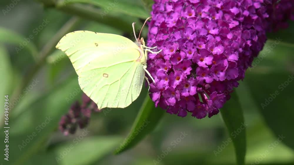 butterfly common brimstone on butterfly bush butterfly common brimstone on butterfly bush