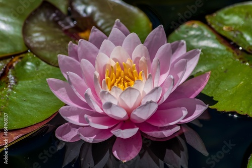 Fototapeta Naklejka Na Ścianę i Meble -  Nénuphar/Lotus.