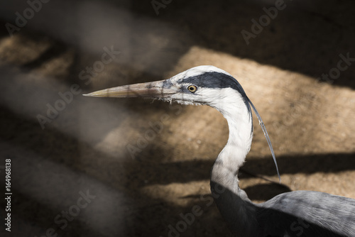 Gray heron photo