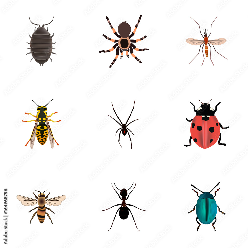 Realistic Dor, Ladybird, Tarantula And Other Vector Elements. Set Of ...
