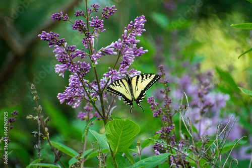 How To Make A Lilac Bush Prettier