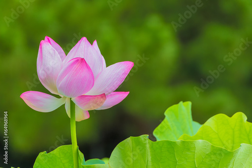 The Lotus Flower.Background is the lotus leaf and  tree.Shooting location is Yokohama  Kanagawa Prefecture Japan.
