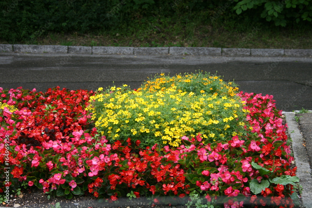 Gelb Rote Blumen