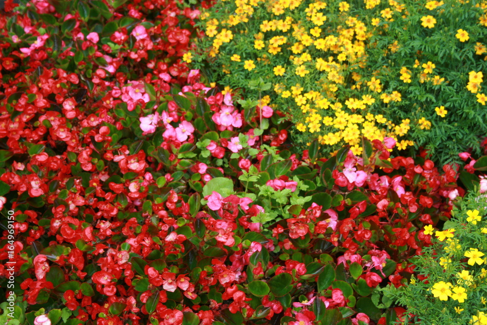 Gelb Rote Gartenblumen