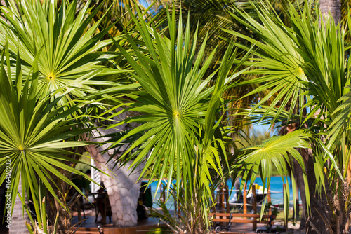 Palm leaves  Cayo Largo  Cuba. Close-up.