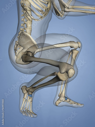 Navicular Bone, 3D Model photo