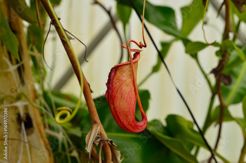 Carnivorous or Nepenthes, Monkey Cup photo