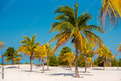 Fototapeta Naklejka Na Ścianę i Meble -  White sand and palm trees on the beach Playa Sirena, Cayo Largo, Cuba. Copy space for text.