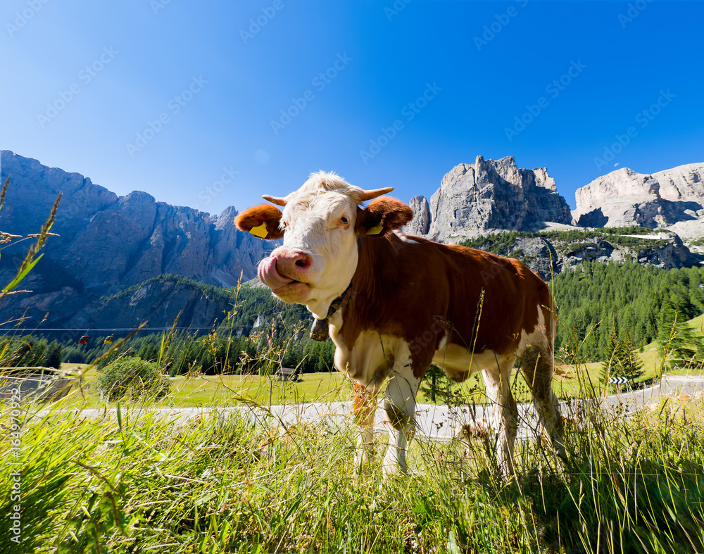 Kuh auf Wiese in den Dolomiten Kuh auf Wiese in den Dolomiten