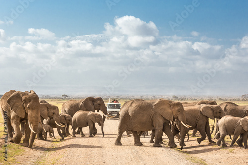 Tourists in safari jeeps watching and taking photos of big hird of wild elephants crossing dirt roadi in Amboseli national park, Kenya. Peak of Mount Kilimanjaro in clouds in background. photo