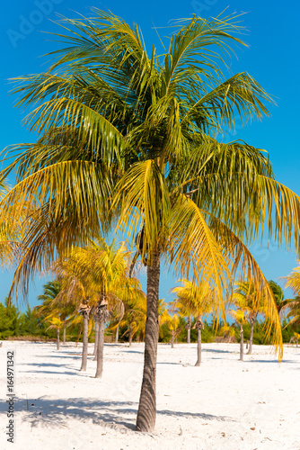 White sand and palm trees on the beach Playa Sirena  Cayo Largo  Cuba. Vertical.