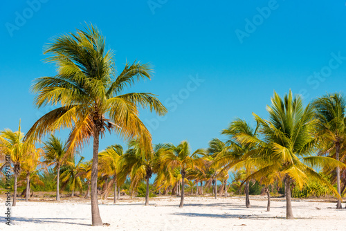 White sand and palm trees on the beach Playa Sirena, Cayo Largo, Cuba. Copy space for text.