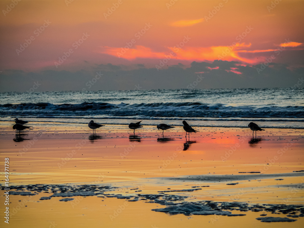 Seagulls on a South Carolina beach at sunrise