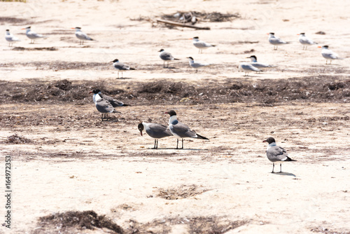 Group of gulls on the beach Playa Paradise of the island of Cayo Largo, Cuba. Copy space for text. © ggfoto