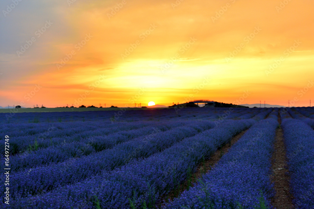 Lavender at sunset