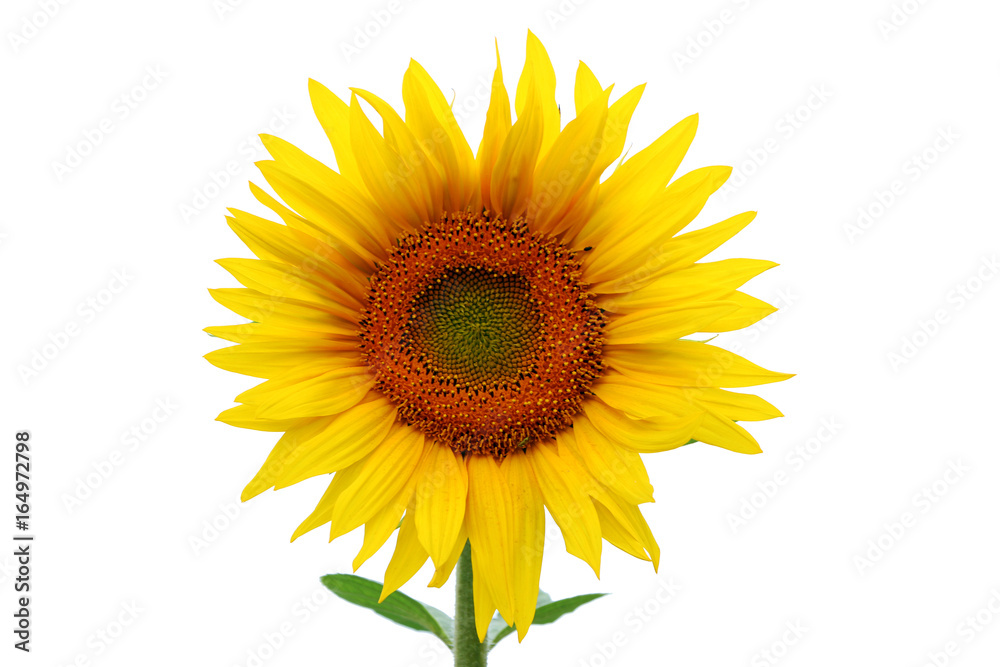 Fototapeta premium Sunflower isolated on white background