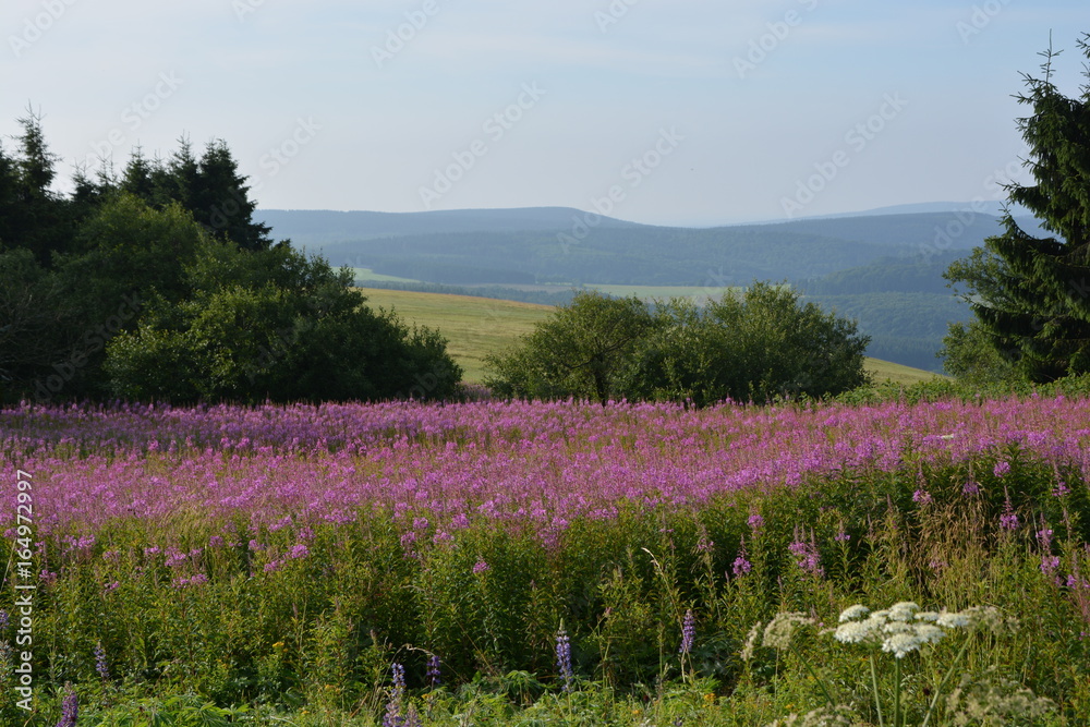Lupinen - Wiese Lupinen - Wiese